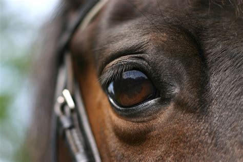 How Can I Tell if My Horse Has an Eye Problem? — ACVO Public