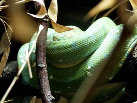 Free picture: green snake, reptile, camouflage, branch, tree, animal, indoor