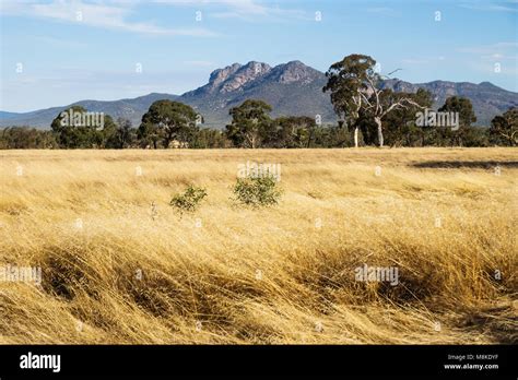 Australia Grassland Blue Sky Stock Photos & Australia Grassland Blue Sky Stock Images - Alamy