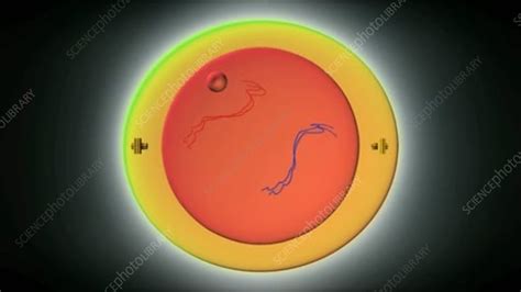 Meiosis cell division, animation - Stock Video Clip - K004/6346 - Science Photo Library