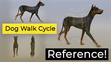 Dog Walk Cycle Reference