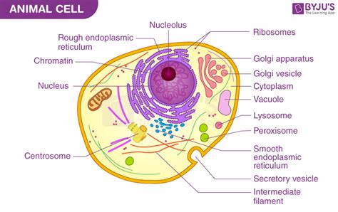 Vacuole In Animal Cell Diagram