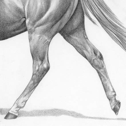 Horse Leg Anatomy - Form and Function | EquiMed - Horse Health Matters