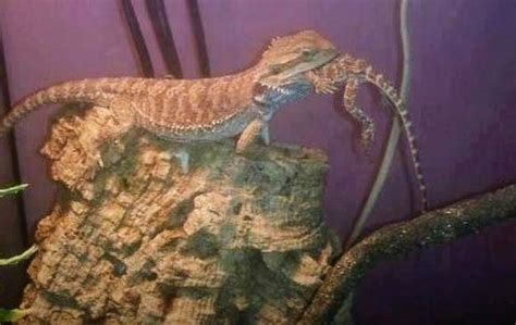 Bearded Dragon Terrarium Size & Cohabitation | ReptiFiles