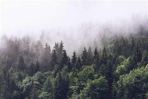 Aggregate more than 65 foggy forest wallpaper 4k - in.cdgdbentre