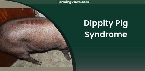 Dippity Pig Syndrome: Causes, Symptoms, And Treatment.