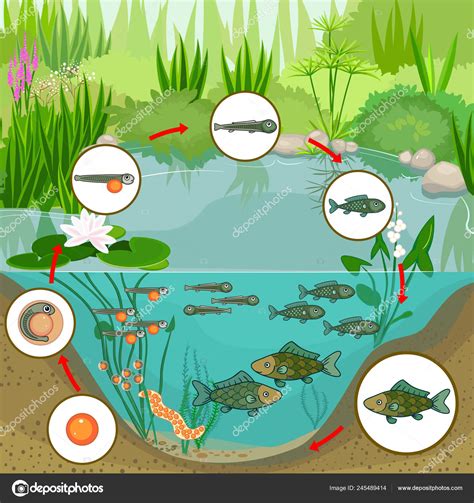 Pond Ecosystem Life Cycle Fish Sequence Stages Development Fish Egg Stock Illustration by ...