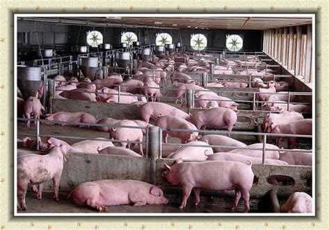 How to Start a Pig Farm Business. Pig Farming Industry.