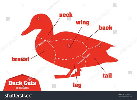 Duck Cuts Infographic Set Meat Parts Stock Vector (Royalty Free) 379632151 | Shutterstock