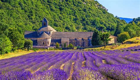 Visiting The Provence Lavender Fields In France | Rough Guides