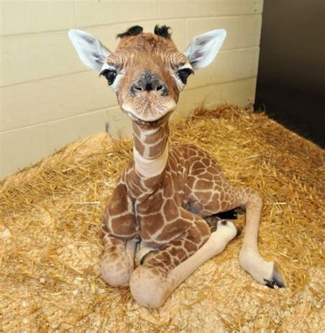 30 Cute Baby Animals That Will Make You Go ‘Aww’