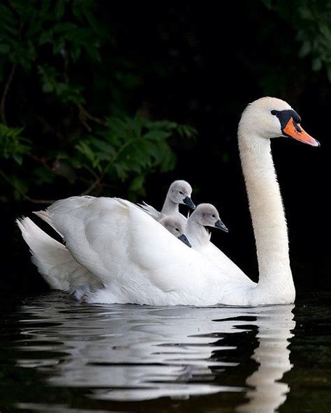 Swan and Cygnets | Beautiful birds, Animals beautiful, Pet birds