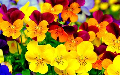 Bright Colored Flowers wallpaper | 1680x1050 | #73975