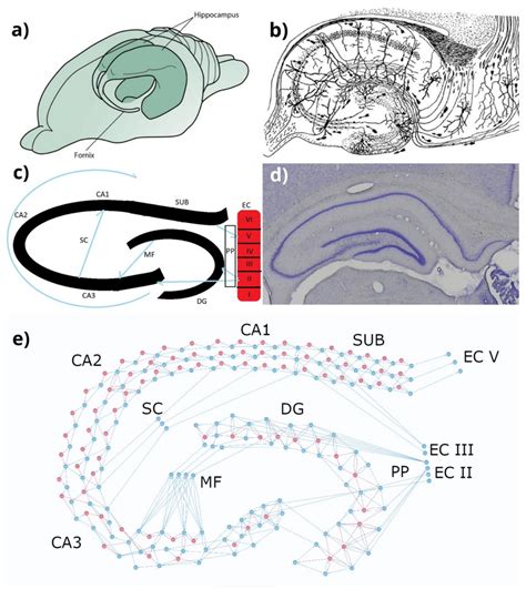 Hippocampus in human brain, mouse hippocampal slice, schematic... | Download Scientific Diagram