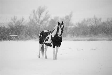 Caring for your horse in Winter