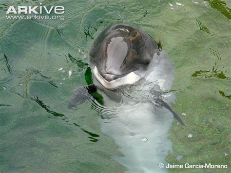 Harbour Porpoise Fun Fact | Azores Whale Watching TERRA AZUL™