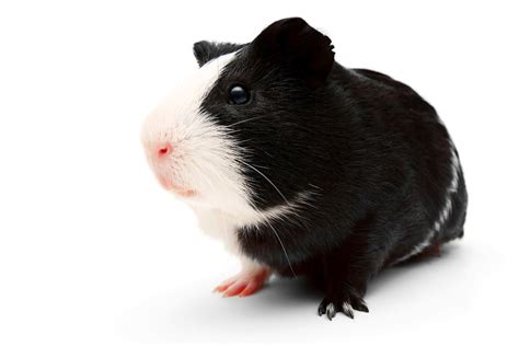 Black and White Guinea Pig (Top 10 Facts, Breeding & Care)