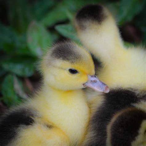 The Tuininga Family Adventures: Baby Ducklings