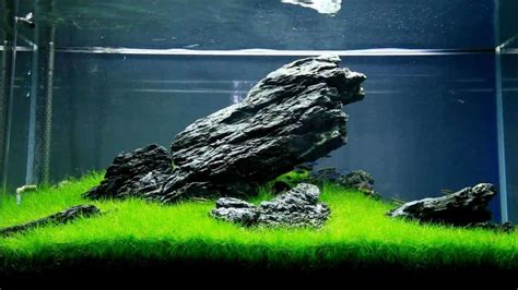 Aquascaping Guide for Beginners