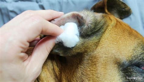 3 Best Home Remedies for Ear Mites in Dogs and How to Make/Use Them