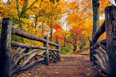 path, Leaves, Nature, Fall, Trees, Autumn, Autumn, Splendor Wallpapers HD / Desktop and Mobile ...