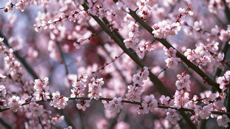 Sakura Flower Wallpapers - Wallpaper Cave