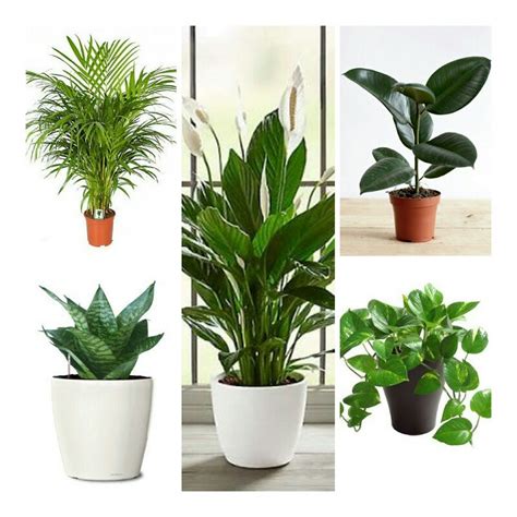 Oxygen Producing Plants For Bedroom