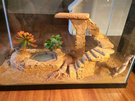 Terrarium Setup For Leopard Gecko