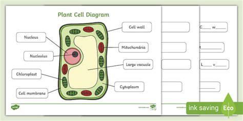 Labelled Plant Cell Diagram - Handy Worksheets for Children