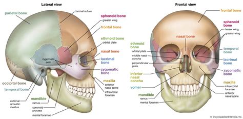 Skull | Definition, Anatomy, & Function | Britannica