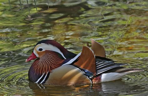 Pictures and information on Mandarin Duck