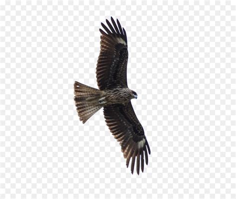 Bird of prey Hawk Eagle - FLying Eagle png download - 2050*1704 - Free Transparent Bird png ...