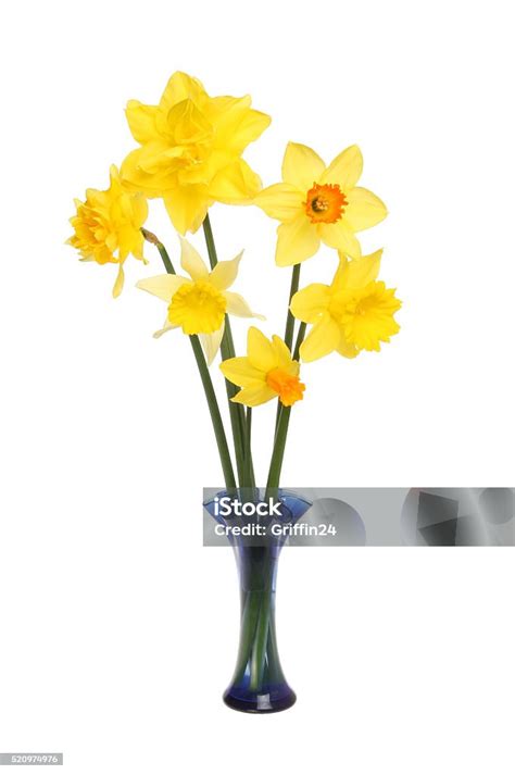 Daffodil Flower Arrangement Stock Photo - Download Image Now - Arrangement, Blossom, Blue - iStock