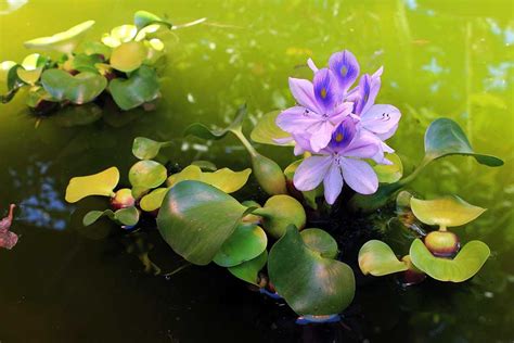 The best Fish Pond Plants | Garden Ponds & Lakes