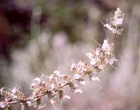 Salvia apiana (White Sage)