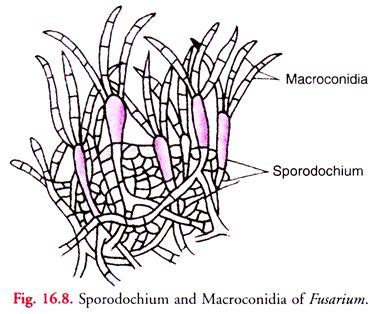 Sporodochium and Macroconidia of Fusarium | Fungi, Study journal, Medical technology