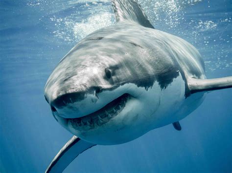 40 Great White Shark Facts: Predator Of The Oceans - Facts.net