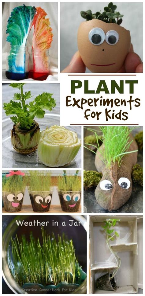 Spring Science for Kids | Spring science experiments, Spring science, Science experiments kids ...