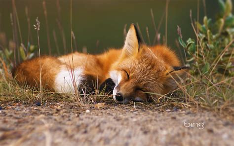 Renard Full HD Fond d'écran and Arrière-Plan | 1920x1200 | ID:462854