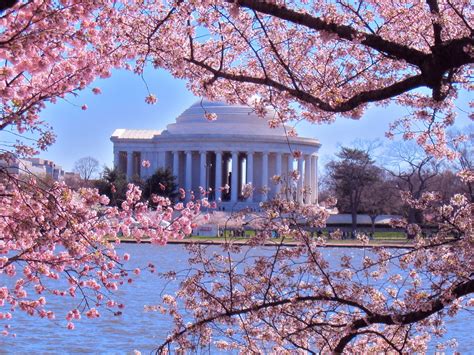 HoCo Connect: Columbia's own Cherry Blossom Festival?