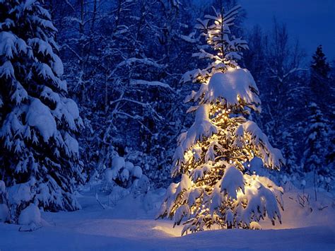 HD wallpaper: Christmas, night, trees, winter, snow, lights | Wallpaper Flare