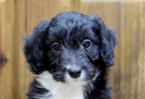 The Border Collie Poodle Mix - Meet the Breed