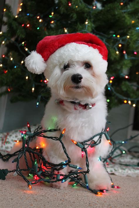 Dog Christmas Lights Wallpaper - Pets Lovers