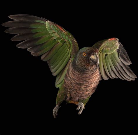 Image by @joelsartore | The Imperial Amazon parrot, or Sisserou, is the majestic national bird ...