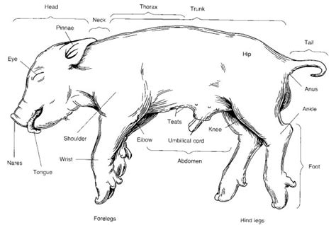 Pig Internal Anatomy Diagram