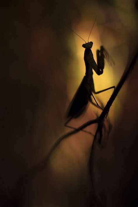 mantis attack | Smithsonian Photo Contest | Smithsonian Magazine