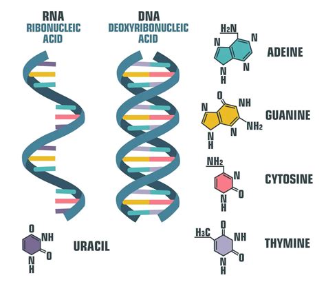 Biomolecules Definition, Structure, Classification,, 53% OFF