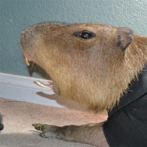 Capybaras have some big teeth : capybara