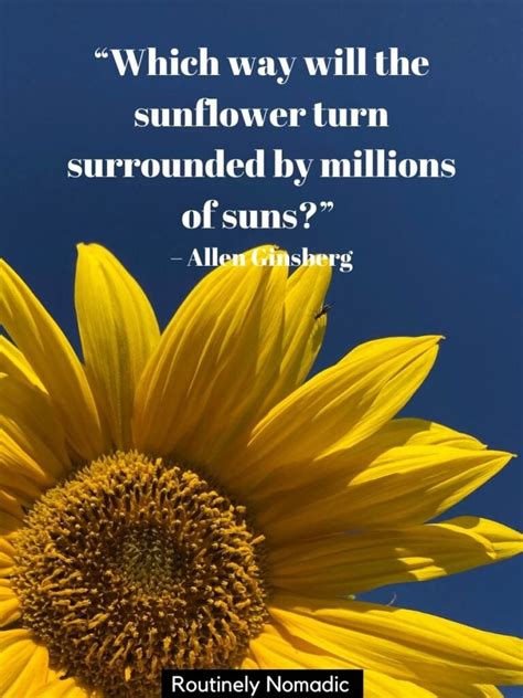 Sunflower Quotes: 100+ Amazing Sunflower Sayings | Routinely Nomadic