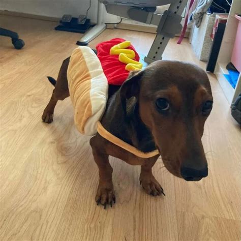 Dachshund Hot Dog Costume | Sizzling Fun for Your Wiener Dog